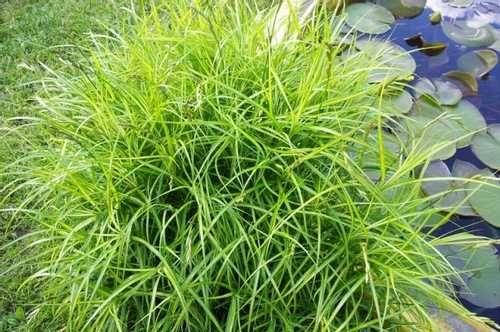 

ОСОКА ПАЛЬМОЛИСТНАЯ ВАРИЕГАТНАЯ (большой куст в сетчатом горшке)