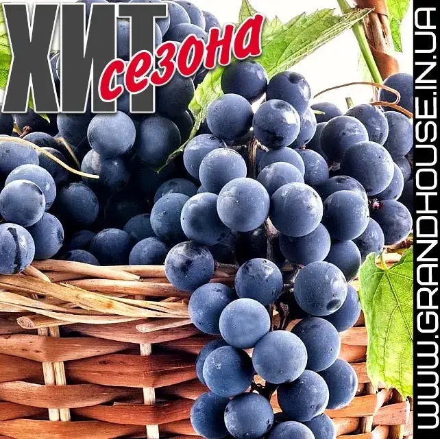

Виноград "МОЛДОВА" / Саженцы / Поздний срок созревания