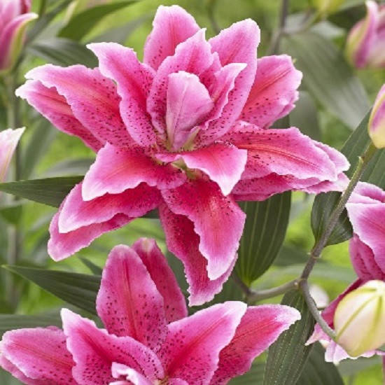 

Лилия Roselily Doria